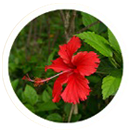 Hibiscus Rosa Sinensis(Chinese Hibiscus)